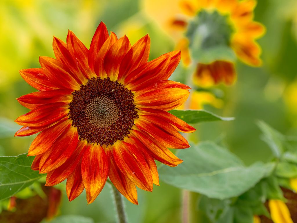 Die Blüte einer roten Sonnenblume ist in Nahaufname abfotografiert.
