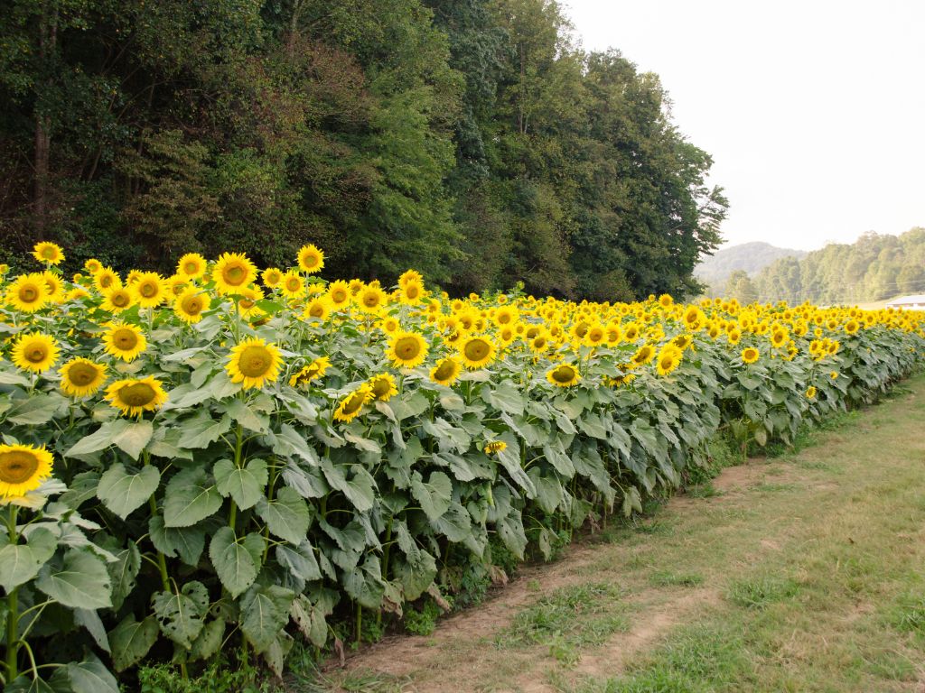 Am Feldrand neben einem Wald steht ein Streifen gelber Sonnenblumen.