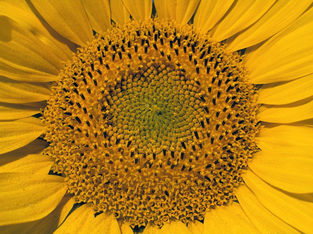 Die Blühte einer gelben Sonnenblume in Nahaufnahme: im Blütenkorb entstehen die Kerne.