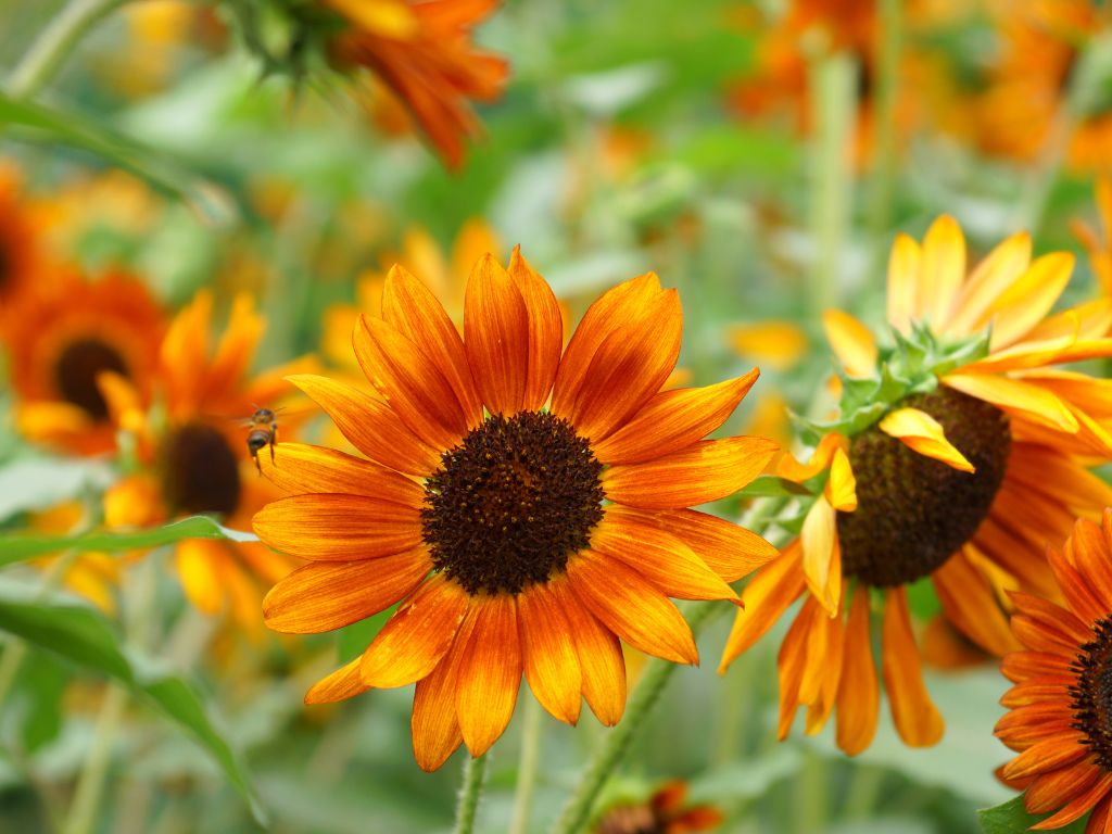 Einige Sonnenblumen mit rot-gelben Blütenblättern sind aufgenommen. Eine Biene fliegt auf die Blüte zu.