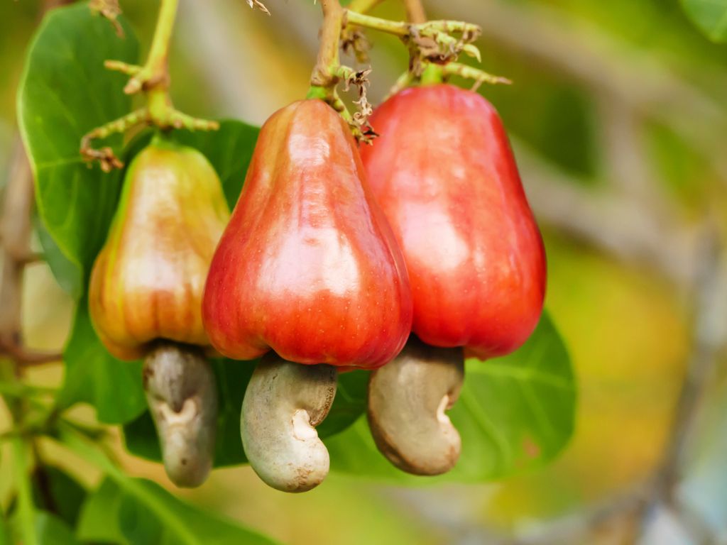 Zwei rote und ein noch gelb-grüner Cashewapfel hängen am Baum, unten an den Äpfeln hängen die Nüsse.