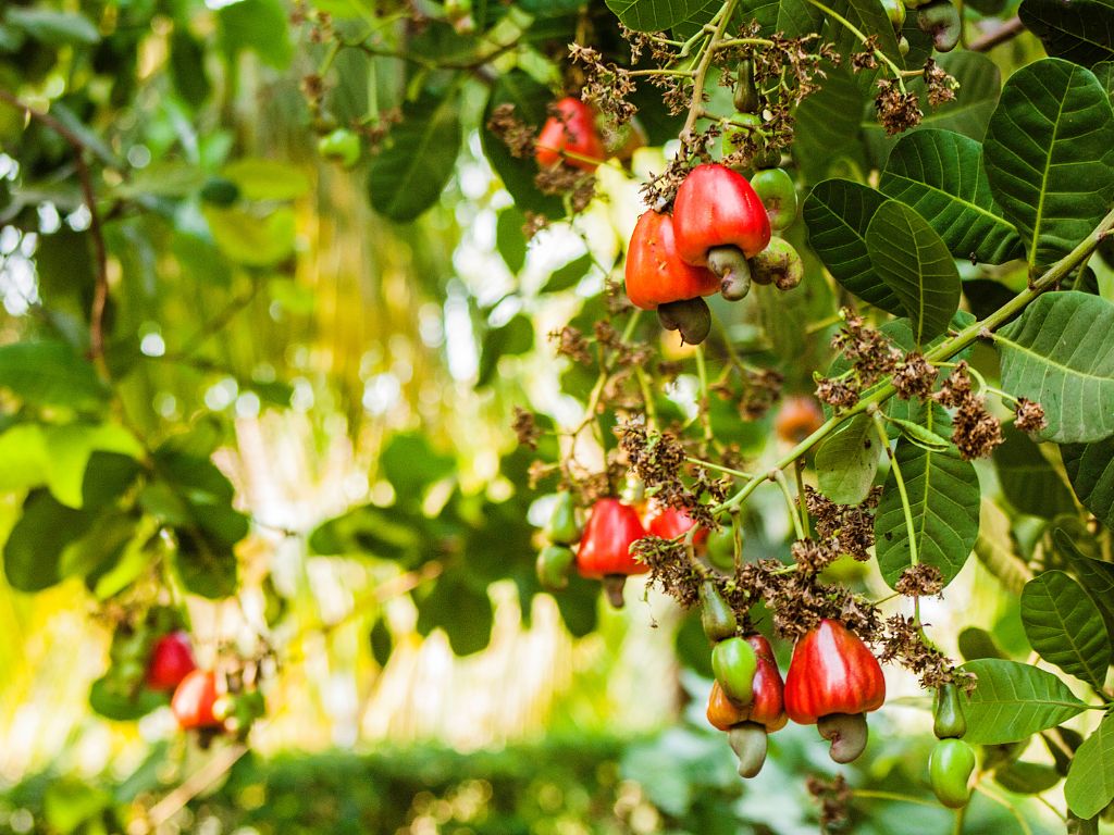 An Zweigen mit länglich ovalen Blättern, hängen zahlreiche Cashew-Äpfel.