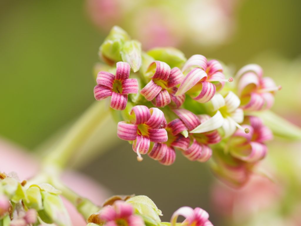 Die Blüten des Cashewbaums haben jeweils 5 rosa Blütenblätter.