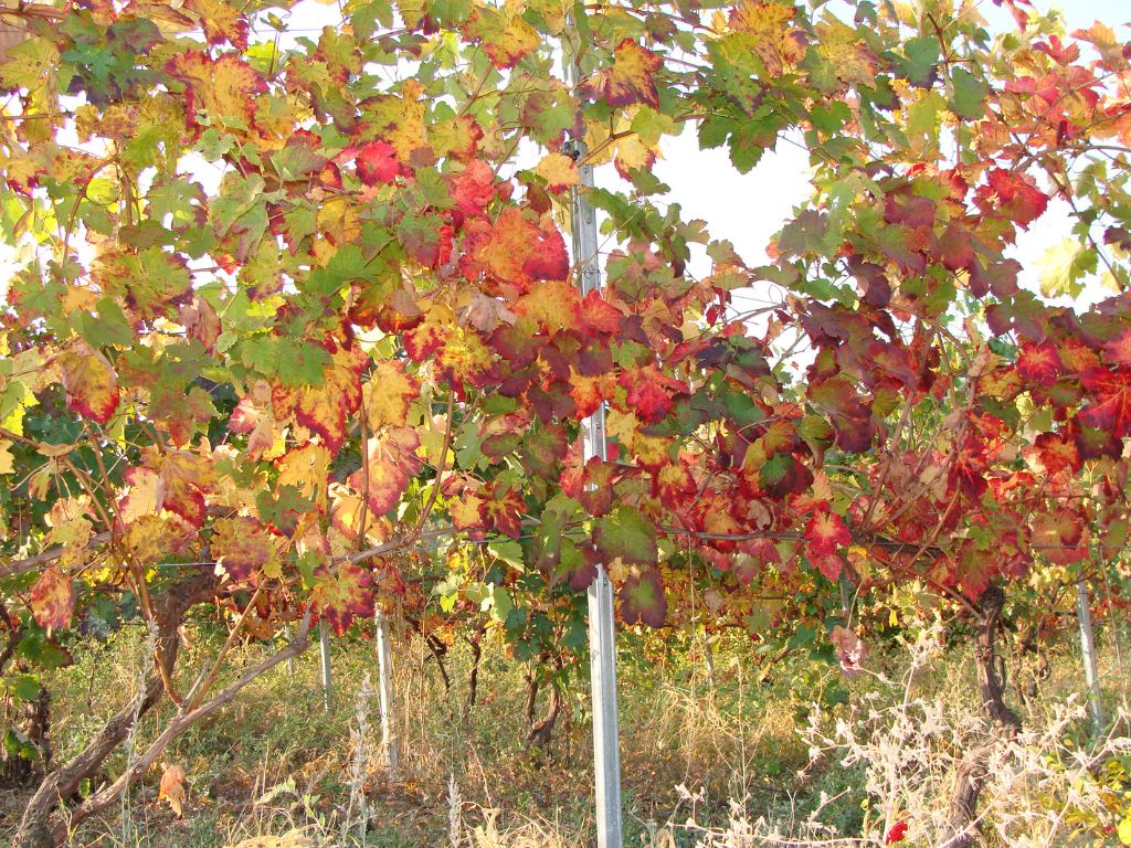 Auf dem Foto sind rot verfärbte Weinpflanzen, die mit Stäben stabilisiert sind, zu sehen.