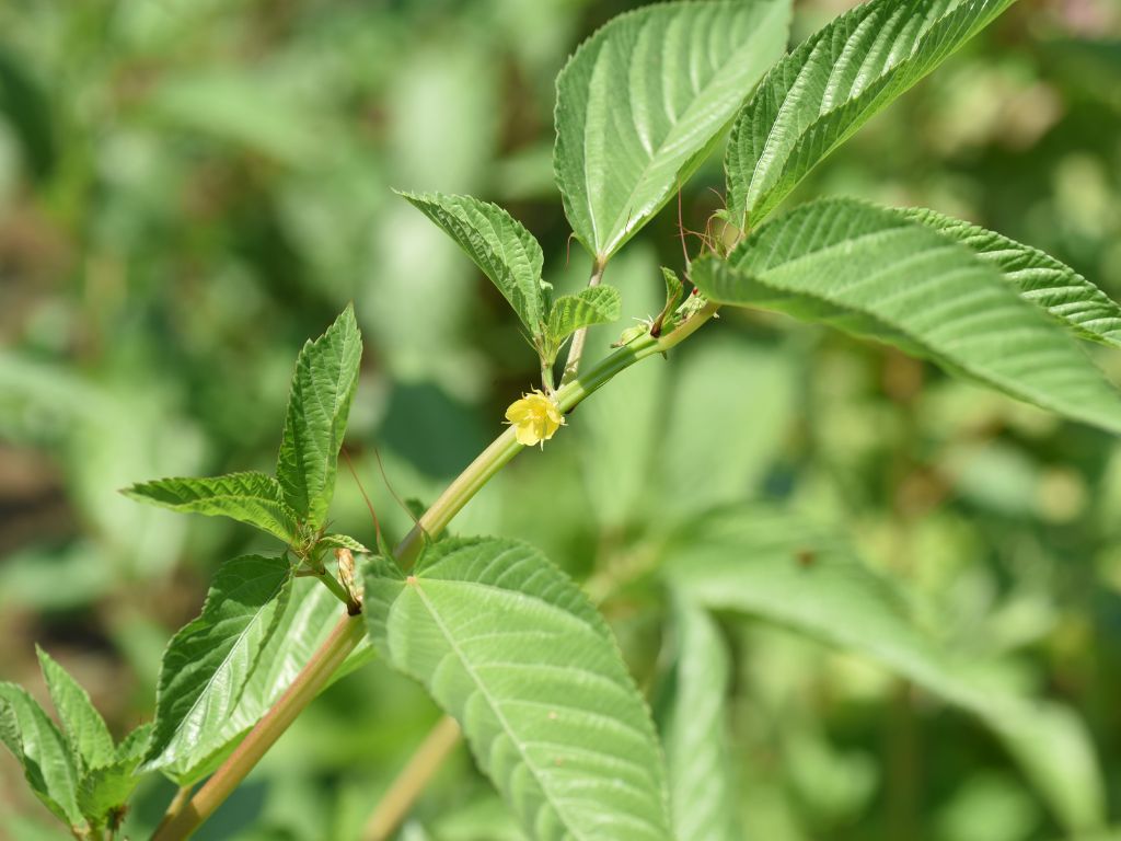 Am Ast der Jute blüht eine kleine, sehr feine gelbe Blüte