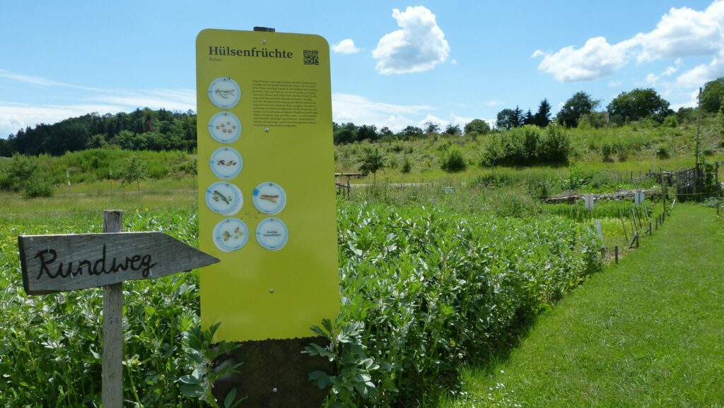 Informationstafel zu Hülsenfrüchten und ein Wegweiser für den Rundweg