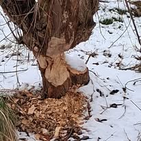 Ein Baumstamm im Schnee ist zu sehen, der rund herum angefressen wurde.