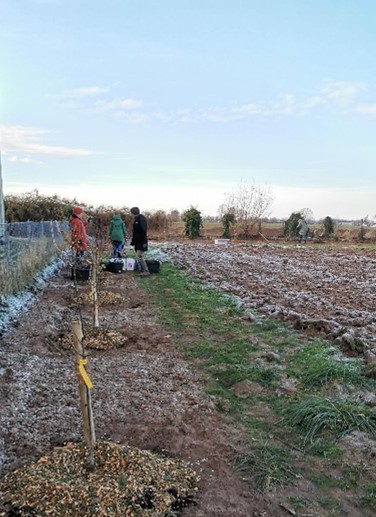 Eine Reihe Obstbäume steht neben einem von Frost bedeckten Feld. Drei Personen arbeiten im Hintergrund.