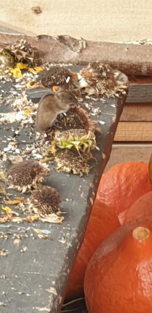 Eine Maus sitzt auf einem Tisch und nagt an Sonnenblumen.