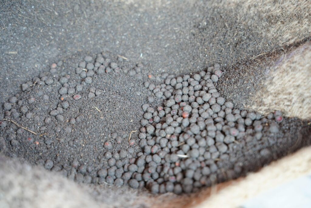 the pelleted seeds lie on a cloth - centimeter-sized grey-black balls.