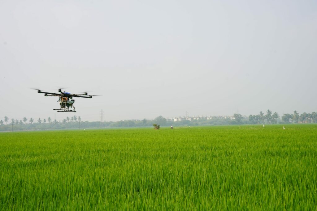 A drone flies over the rice field and sprays biostimulants.