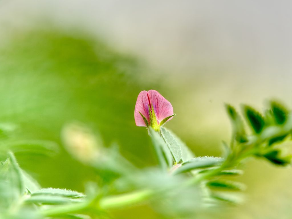 Die Blüte der Kichererbse ist zart-rosa.