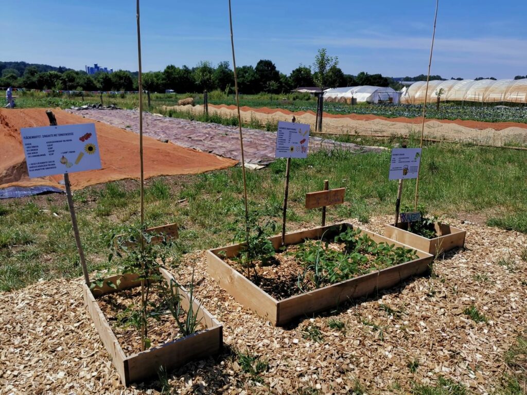 Drei Flächenbuffet-Beete sind nebeneinander: mit Holz umrahmte Beete. Im Hintergrund sind größere Beete der Solawi zu sehen.
