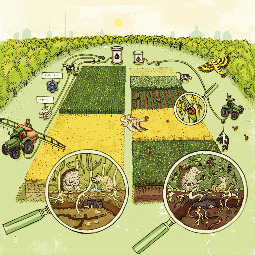 Deux versions de champs sont représentées : d'une part, un champ avec des apports d'engrais et de pesticides et des monocultures et, d'autre part, un champ sans apports chimiques et avec une diversité de cultures. Sur cette dernière, la biodiversité est nettement plus élevée et les animaux se portent bien.