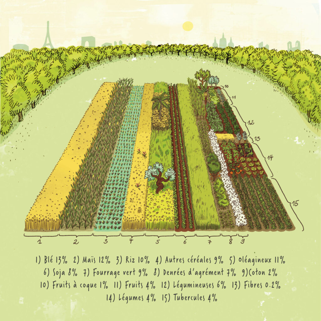 Représentation graphique des ratios de superficie sur les terres arables du monde : blé 13%, maïs 12%, riz 10%, autres céréales 9%, oléagineux 11%, soja 8%, fourrage vert 7%, coton 2%, noix 1%, fruits 4%, légumineuses 6%, fibres 0,2%, légumes 4% et tubercules 4%.