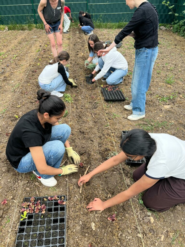 Eine Gruppe Kinder setzen Salat-Setzlinge in den Boden. 