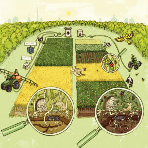 Se muestran dos versiones distintas del campo: una con insumos de fertilizantes y pesticidas y monocultivos y otra sin insumos químicos y diversidad de cultivos. En esta última, la biodiversidad es significativamente mayor y los animales van bien.