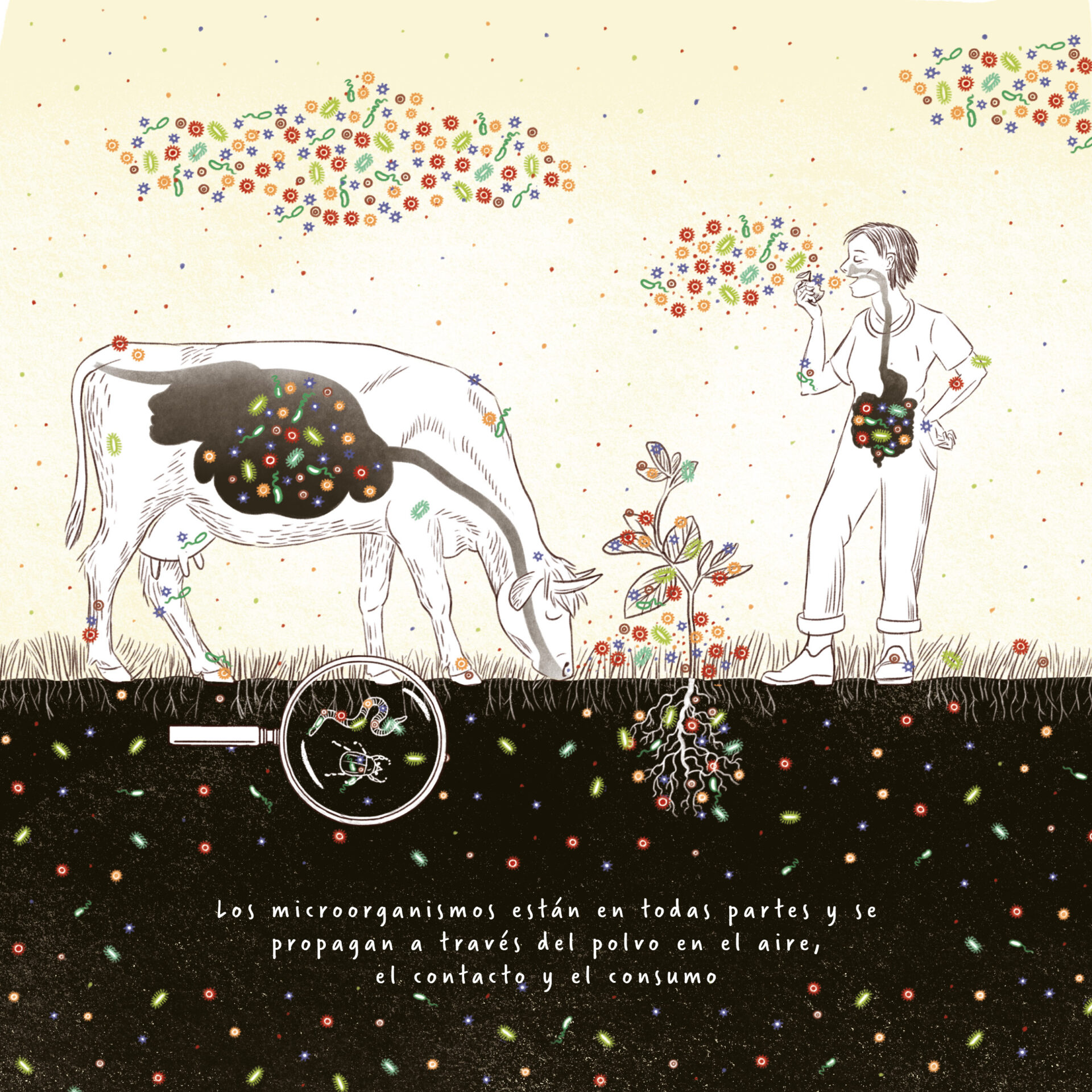 La ilustración muestra que los microorganismos están en todas partes. En el suelo, en las raíces, en el estómago de una vaca, en el aire y también en el estómago de los humanos. Y por todas partes en la piel y la superficie.