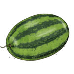Wassermelone Weltacker