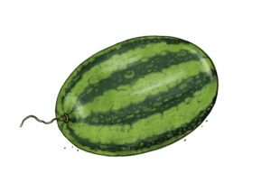 Wassermelone Weltacker