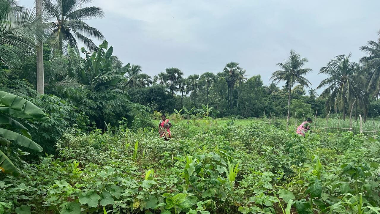 Gemüseacker in Indien