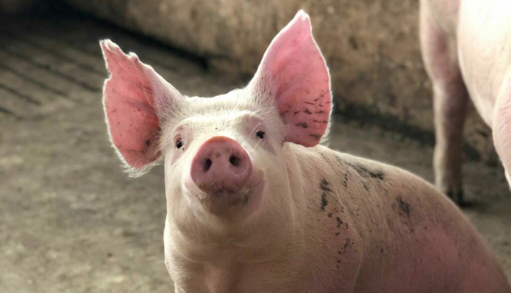 Schwein in industrieller Tierhaltung, wurde mit Futtermitteln gefüttert