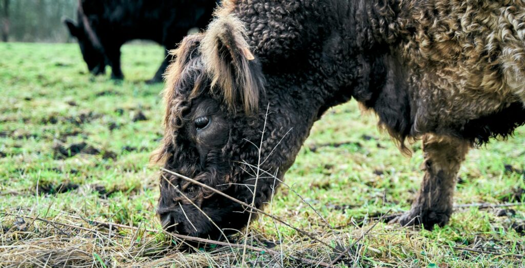 Grasendes Galloway-Rind auf Wiese. Gräser und Kräuter sind Futtermittel
