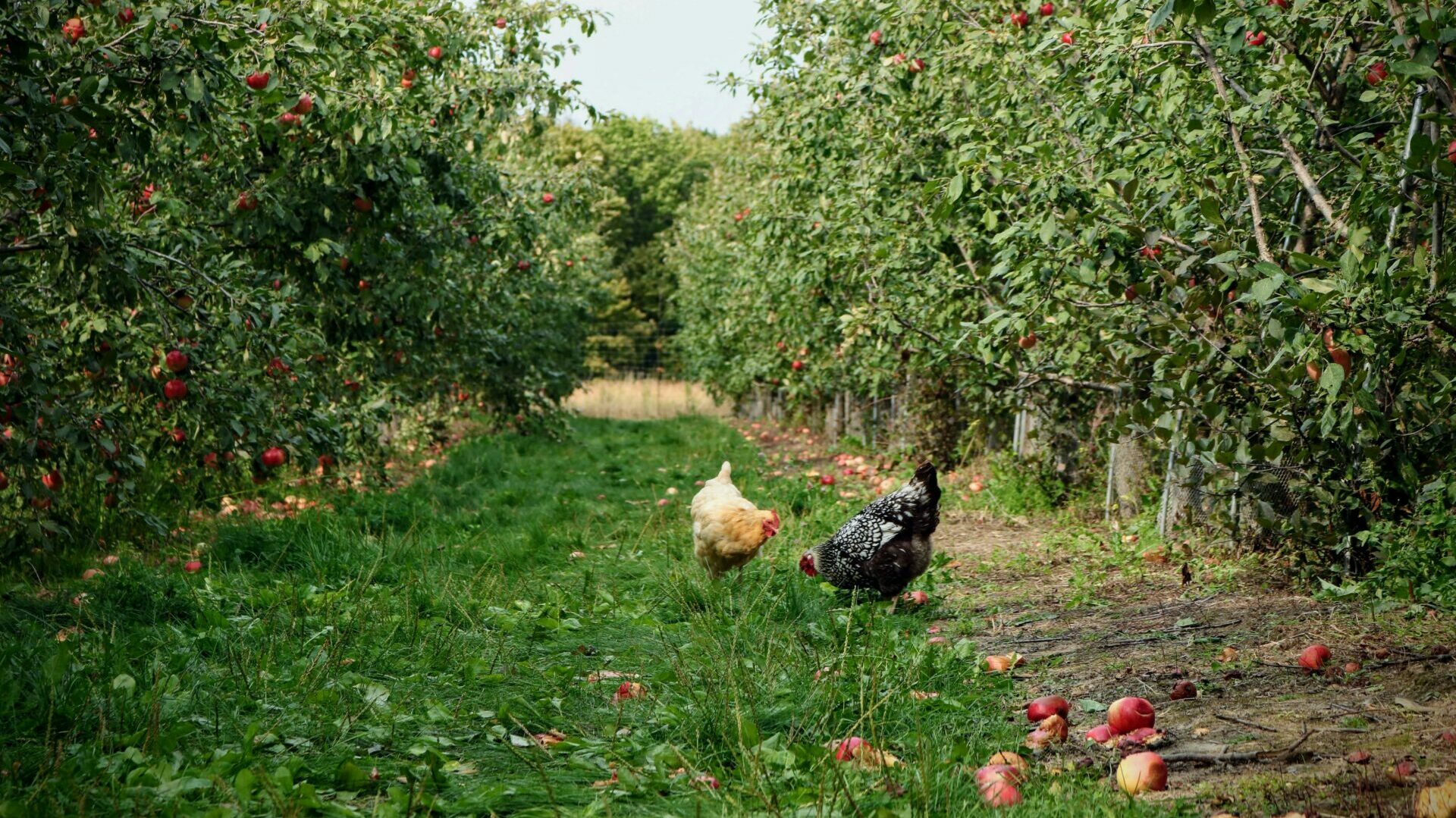 Obstbäume-Allee mit Fallobst am Boden, die von Hühnern gefressen werden.