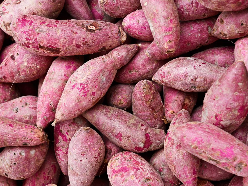 Wurzelknollen. länglich und groß, violette Farbe