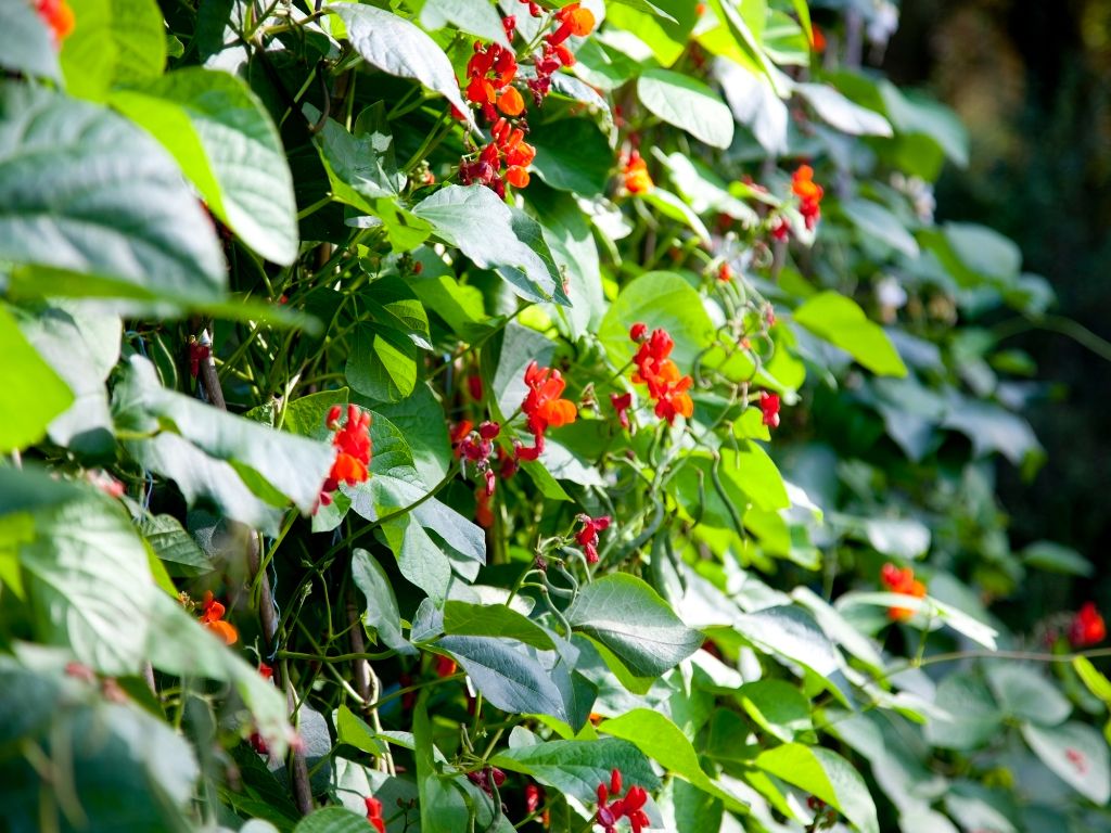 An Stöckern wachsen dicht Bohnenranken mit zahlreichen roten Blüten